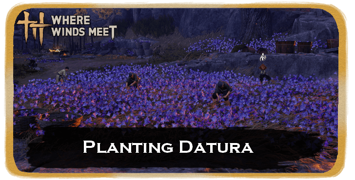 Planting Datura