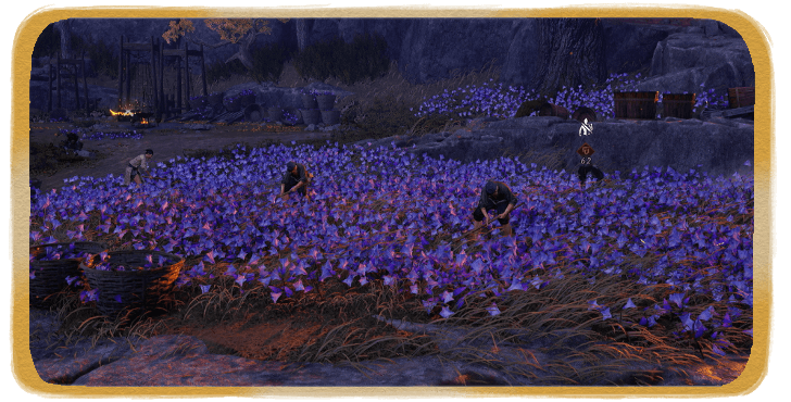 WWM - Planting Datura