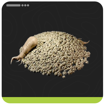 Redjade Ginseng Seed Item