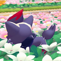 Zorua