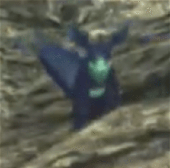 Xenoblade Chronicles 3 - Qutorl Pippito