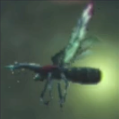 Xenoblade Chronicles 3 - Amity Wisp