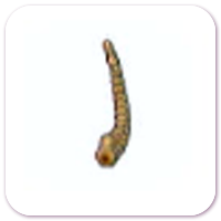 Tundra Fossil (Tail)