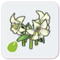 Elegant-Flower Seeds