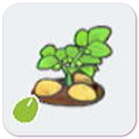 Potato Seeds