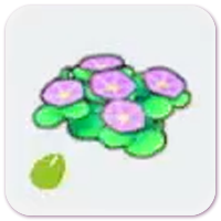 Seashore-Flower Seeds