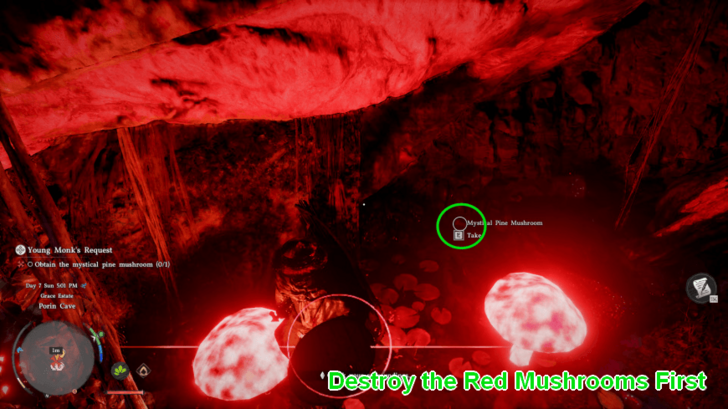 Mystical Pine Mushroom Inside the Cave