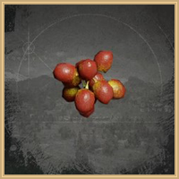 Coffee Cherry Icon