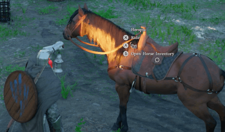 Pet horse
