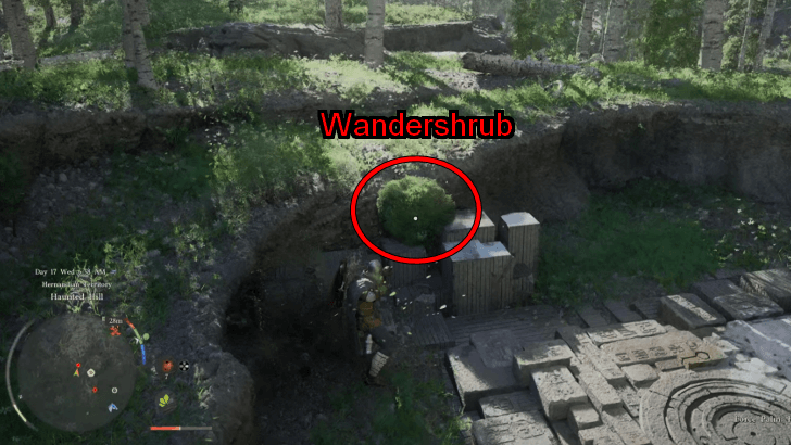 Wandershrub at Haunted Hill