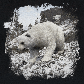 White Bear Image