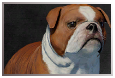 Floppy-Eared Bulldog 1