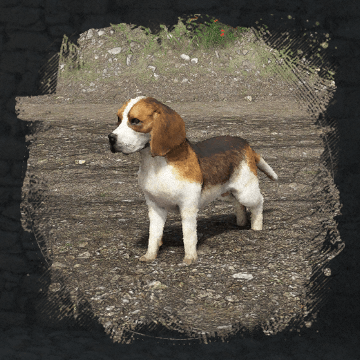 Beagle Image