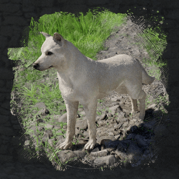 Jindo Image