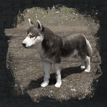 Husky Image