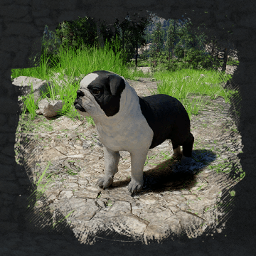 Floppy-Eared Bulldog Image