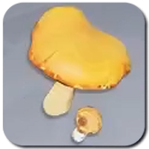 Orange Cap Icon