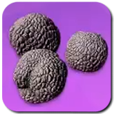 Mutant Truffle Icon