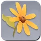 Sunny Daisy Icon