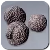 Truffle Icon