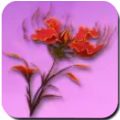 Flame Flower
