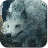 Direwolf