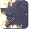 Blackdog