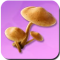 Solaroom Icon