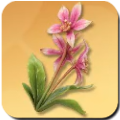Prismana Orchid Icon