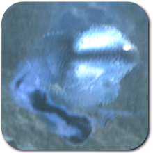 Wisp
